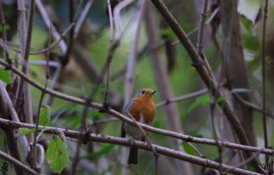 Pique-nique au parc de Sceaux avec observation d’écureuils et d’oiseaux
